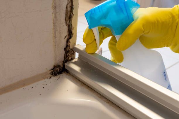 Best Local Mold Removal Service  in Piney, AR