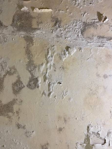 Best Mold Testing  in Piney, AR