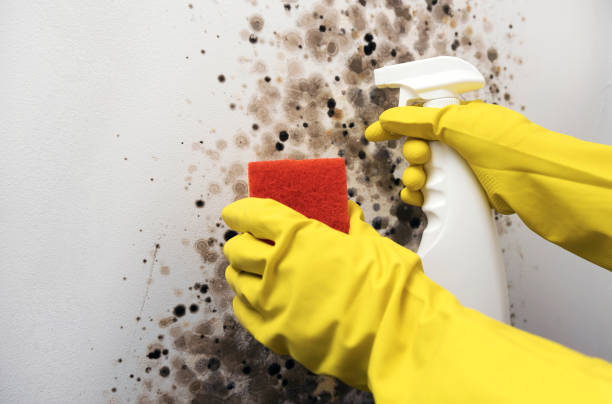 Best Crawl Space Mold Removal  in Piney, AR