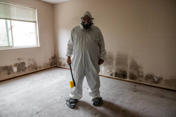 Mold Testing and Removal in Piney, AR