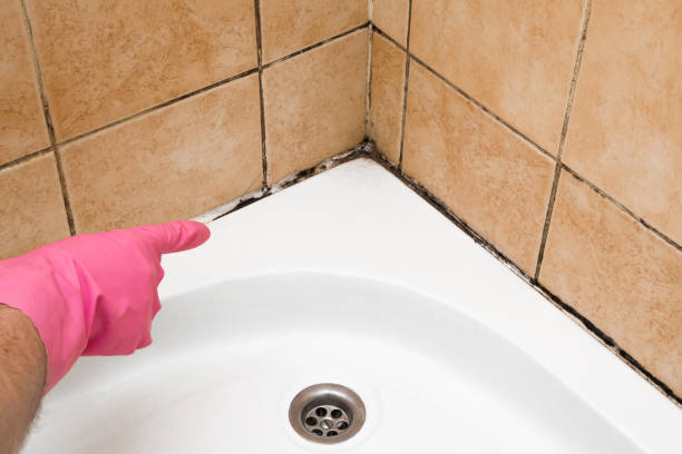 Best Commercial Mold Removal  in Piney, AR